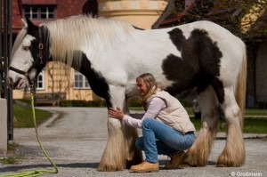 Cranioenergiearbeit mit Tieren