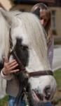 Cranioenergiearbeit mit Tieren