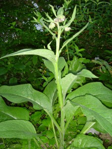 Phytotherapie, Pflanzenheilkunde, Naturheilkunde, 